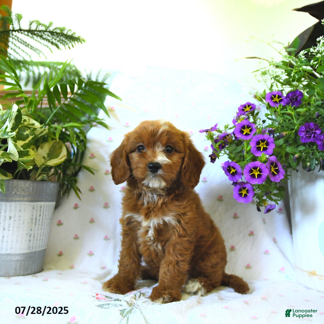 Cavapoo dogs for sale: Cavapoo 5 puppies - Image 7