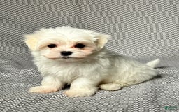 Maltese dogs for sale: Freddy - Image 2