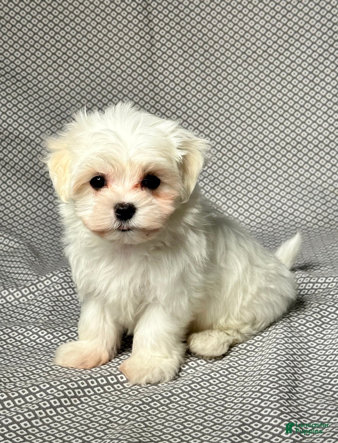 Maltese dogs for sale: Freddy - Image 2