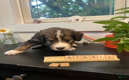 Bernedoodle dogs for sale: Meatball - Image 2