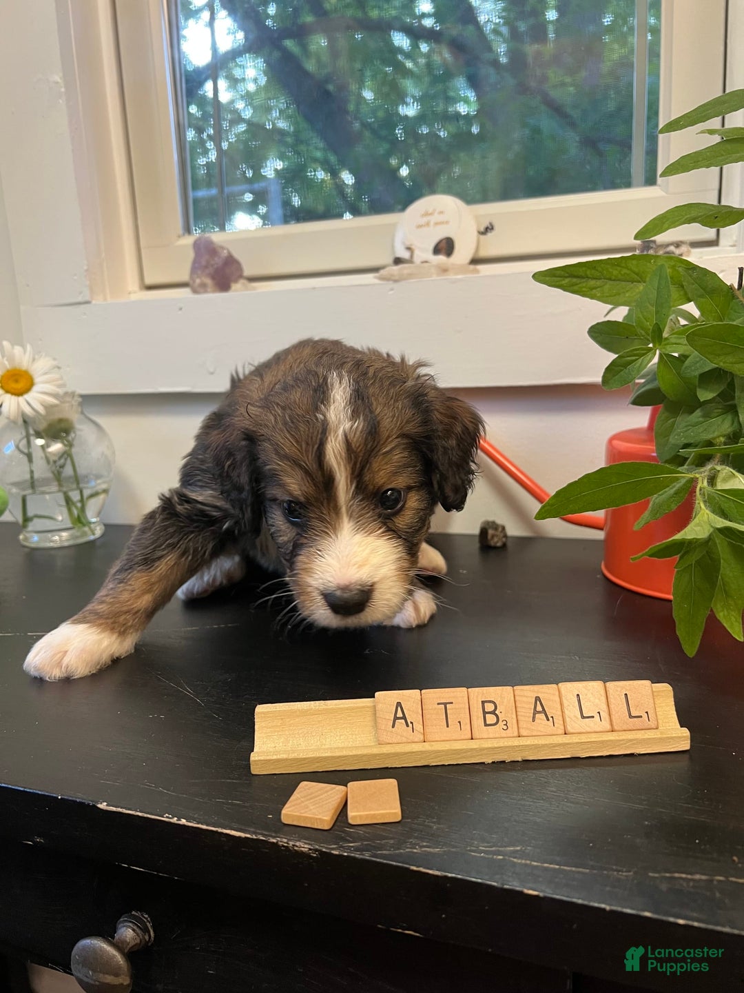 Bernedoodle dogs for sale: Meatball - Image 2