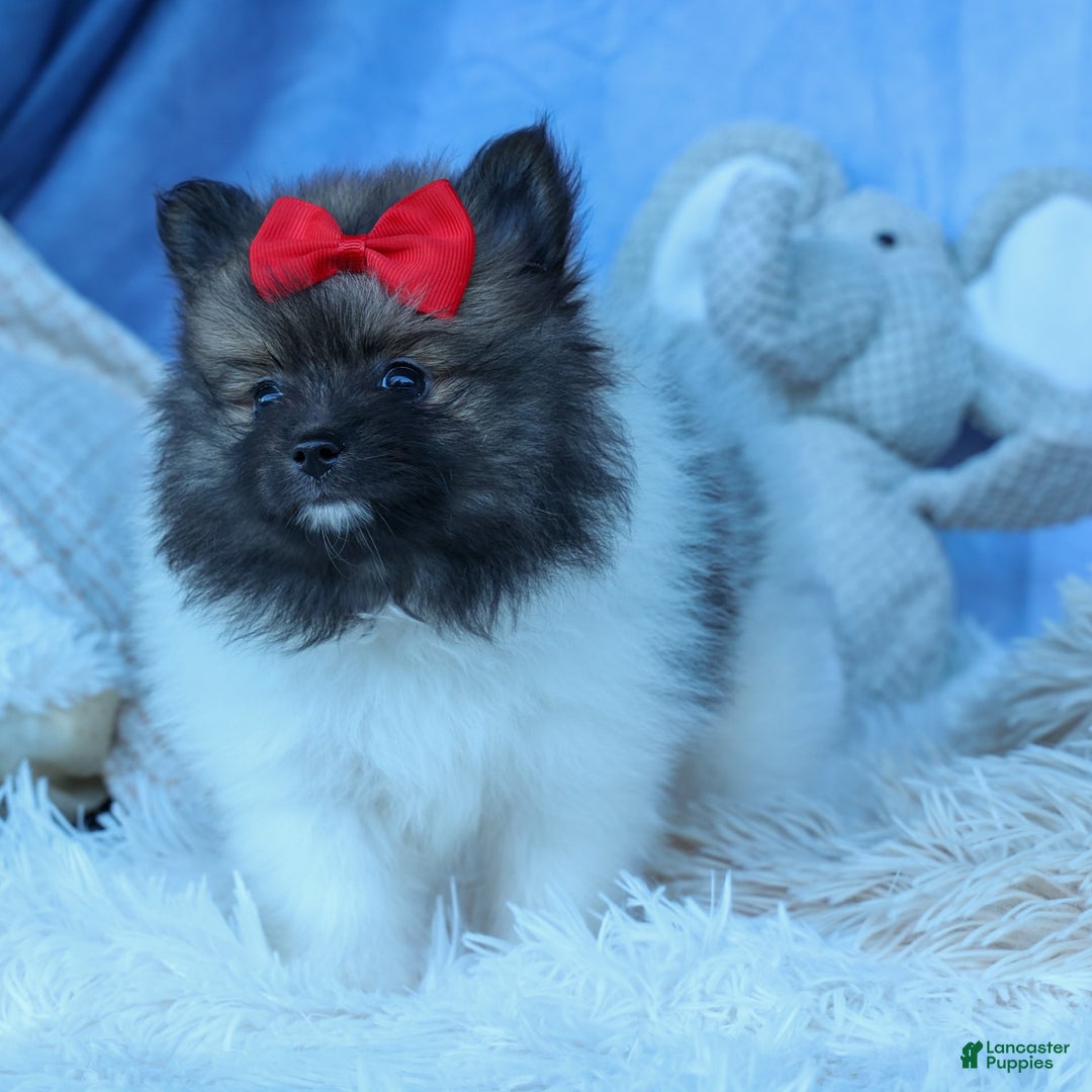 Pomeranian dogs for sale: Betzy - Image 15