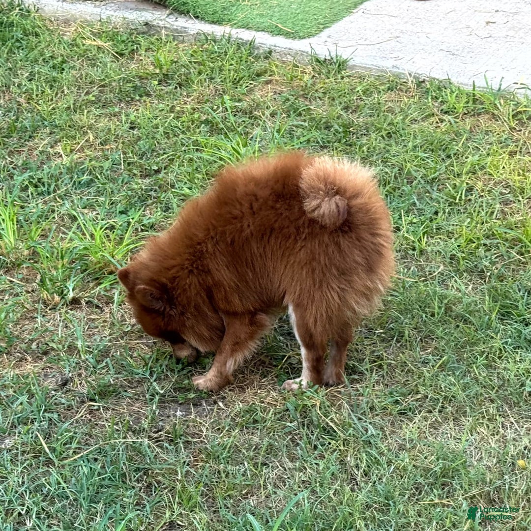 Pomeranian dogs for sale: Winston - Image 21