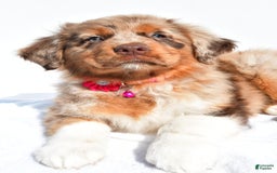 Miniature Australian Shepherd dogs for sale: Izzy - Image 3