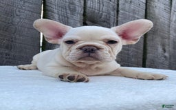 French Bulldog dogs for sale: Drew - Image 1