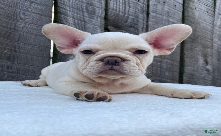 French Bulldog dogs for sale - Ad 4