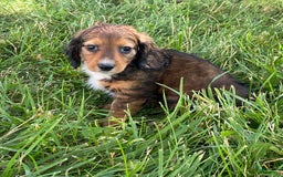 Dachshund dogs for sale: Dixie - Image 4