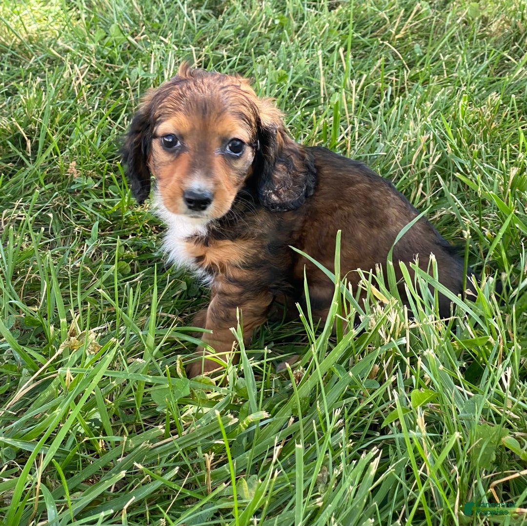 Dachshund dogs for sale: Dixie - Image 4