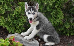Siberian Husky dogs for sale: Maddie - Image 2