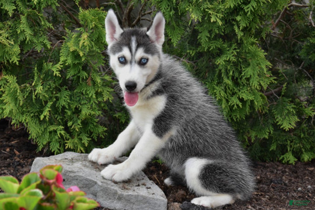 Siberian Husky dogs for sale: Maddie - Image 2