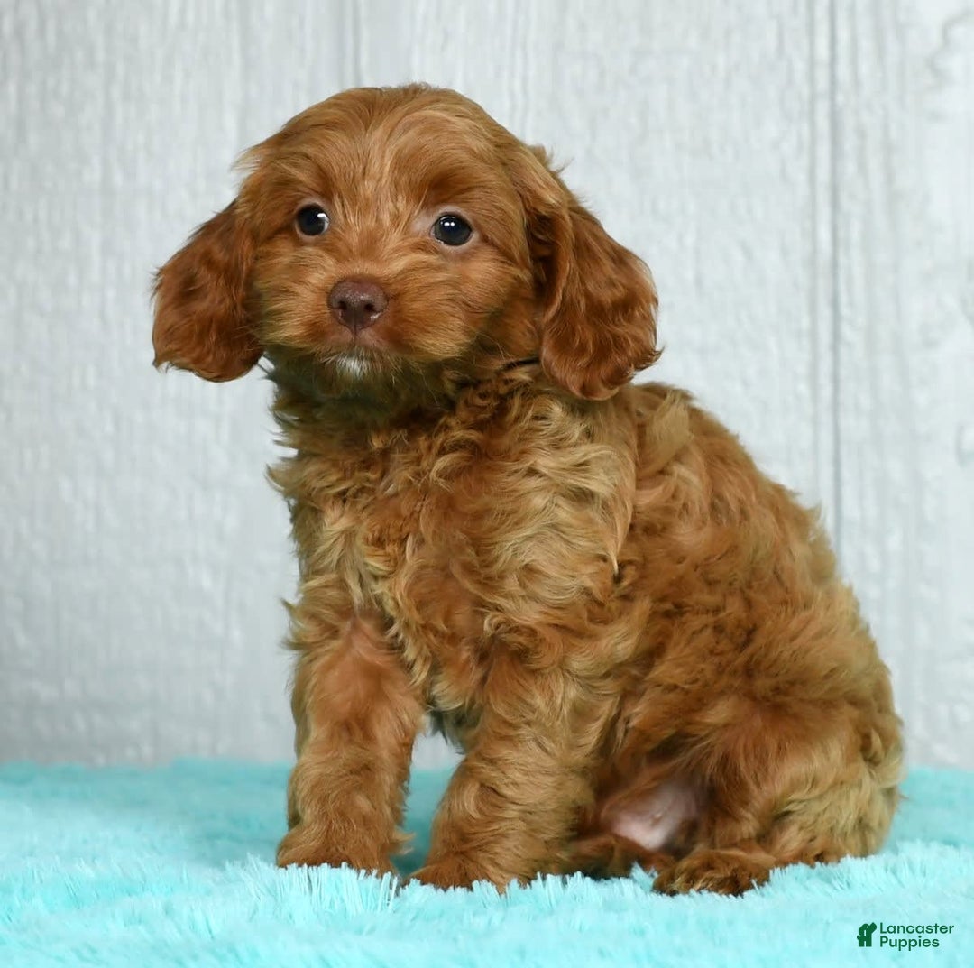 Cavapoo dogs for sale: Bruno - Image 8