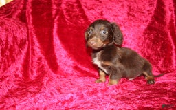 Dachshund dogs for sale: Austin Mini - Image 5