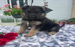 German Shepherd dogs for sale: Betty - Image 4