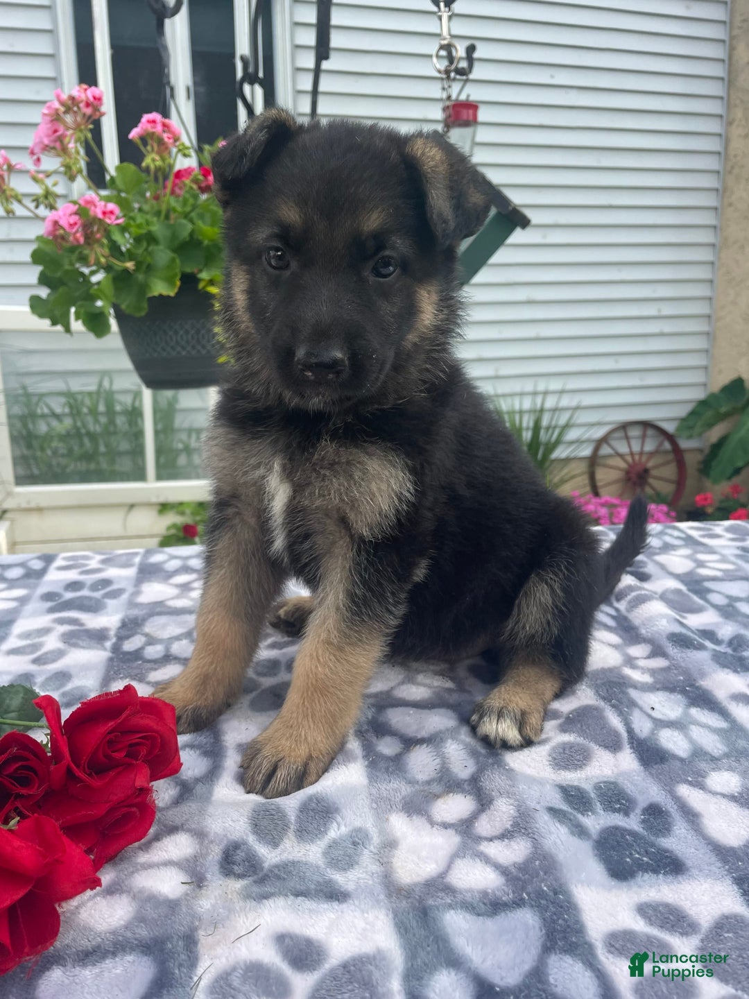 German Shepherd dogs for sale: Betty - Image 4