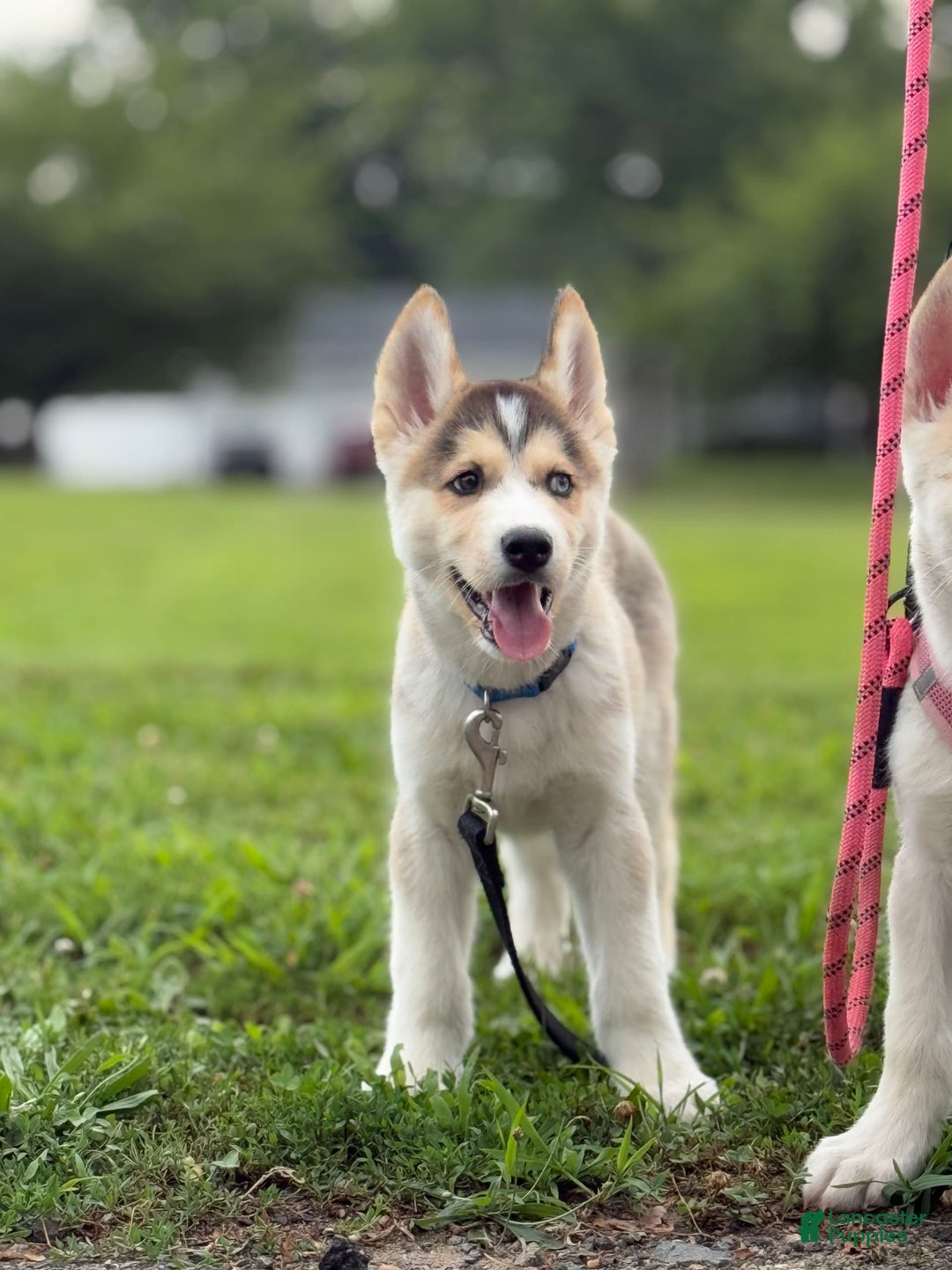 Alaskan Malamute dogs for sale: Sanji - Image 13
