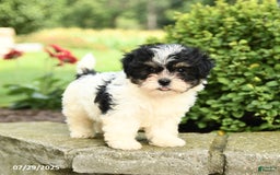 Havapoo dogs for sale: Lulu - Image 2