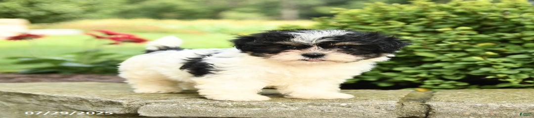 Lulu