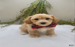 Bichpoo dogs for sale: Mark - Image 3