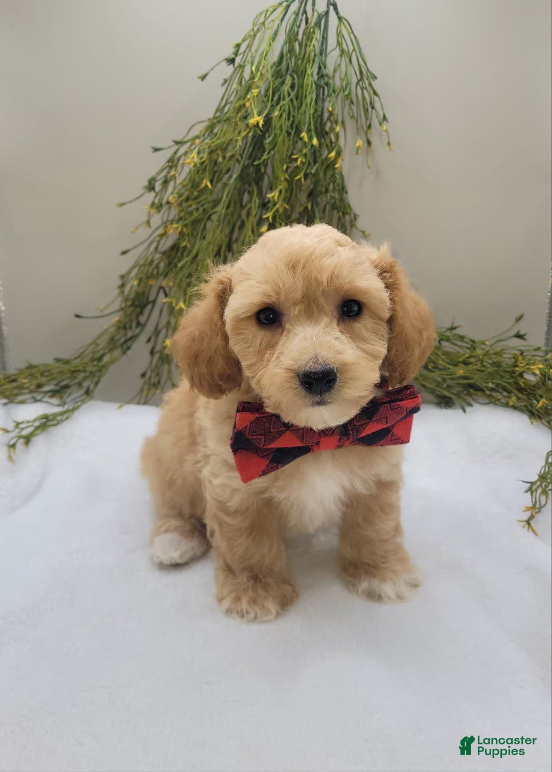 Bichpoo dogs for sale: Mark - Image 3