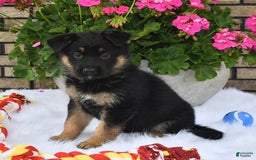 German Shepherd dogs for sale: Cinder - Image 1