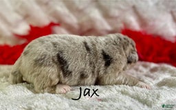 Newfoundland dogs for sale: Jax - Image 7