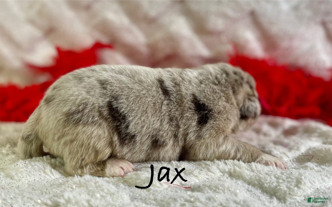 Newfoundland dogs for sale: Jax - Image 7