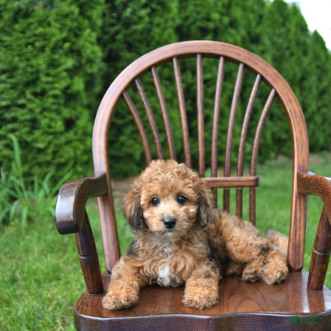 Mini Goldendoodle dogs for sale: Macy - Image 3