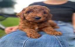  dogs for sale: Finn - Image 1