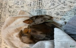 Miniature Dachshund dogs for sale: Ann - Image 1