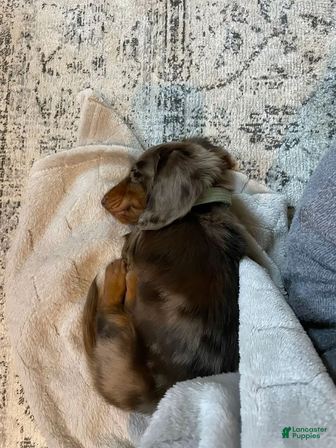 Miniature Dachshund dogs for sale: Ann - Image 1