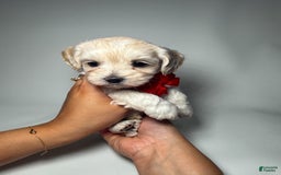 Toy Poodle dogs for sale: Tiny Denim - Image 2