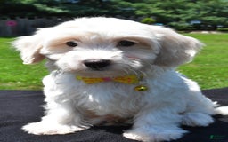 Maltipoo dogs for sale: Koa - Image 3