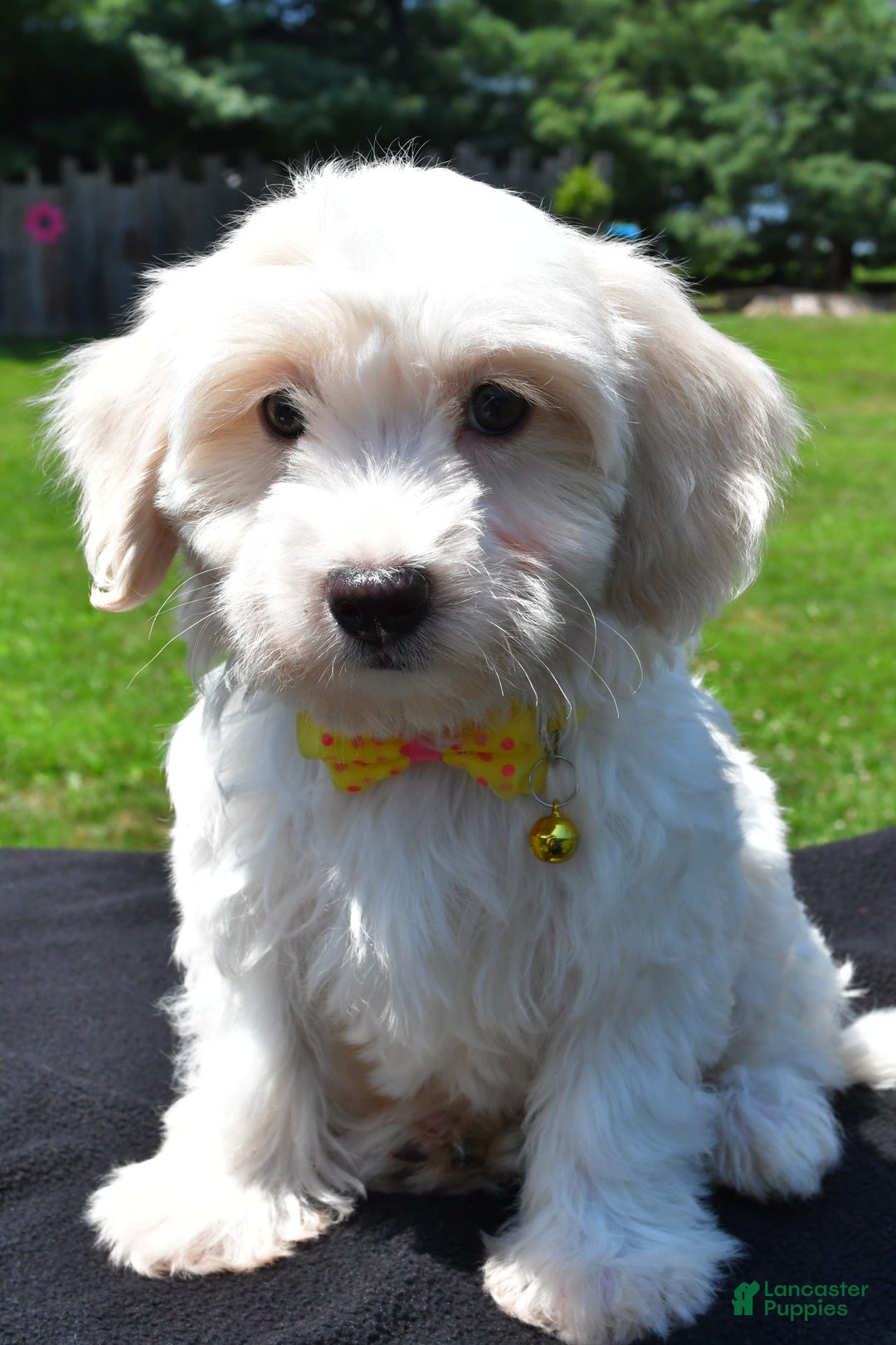 Maltipoo dogs for sale: Koa - Image 3