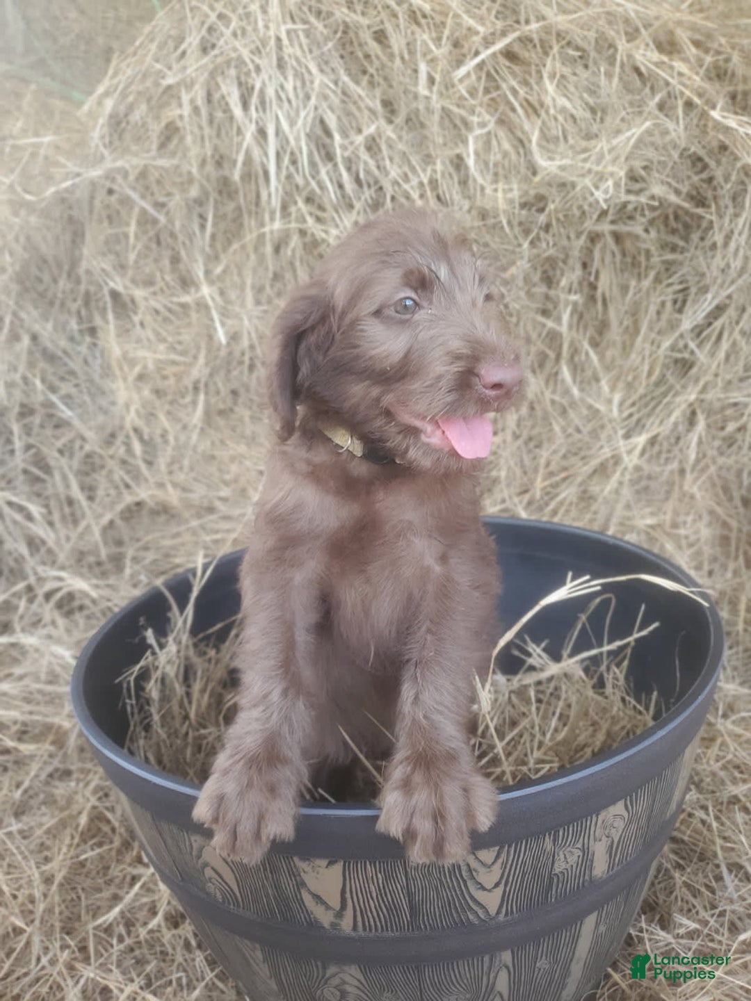 Labradoodle dogs for sale: Cocoa - Image 7