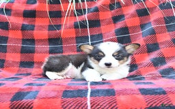 Welsh Corgi Pembroke dogs for sale: Shane - Image 4