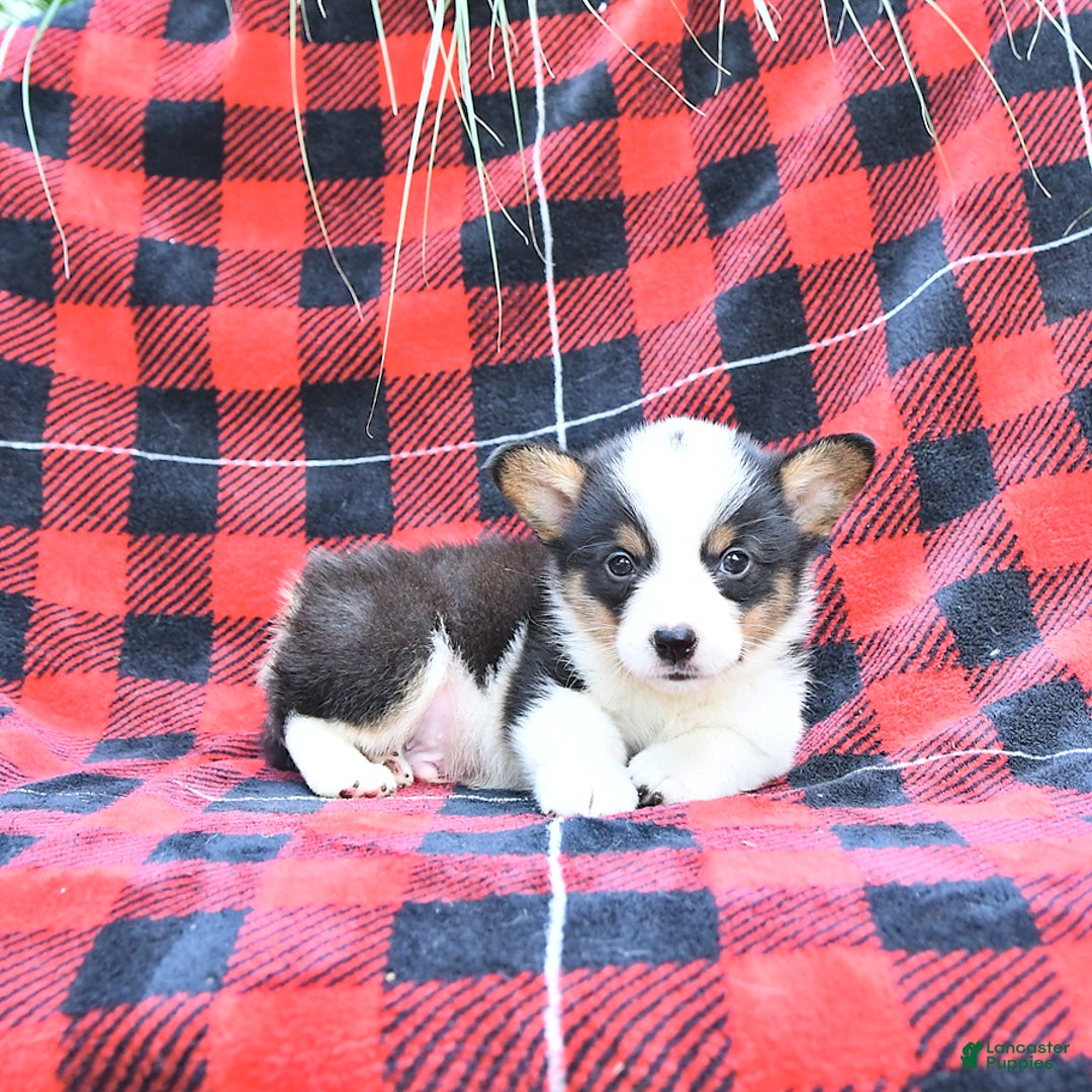 Welsh Corgi Pembroke dogs for sale: Shane - Image 4