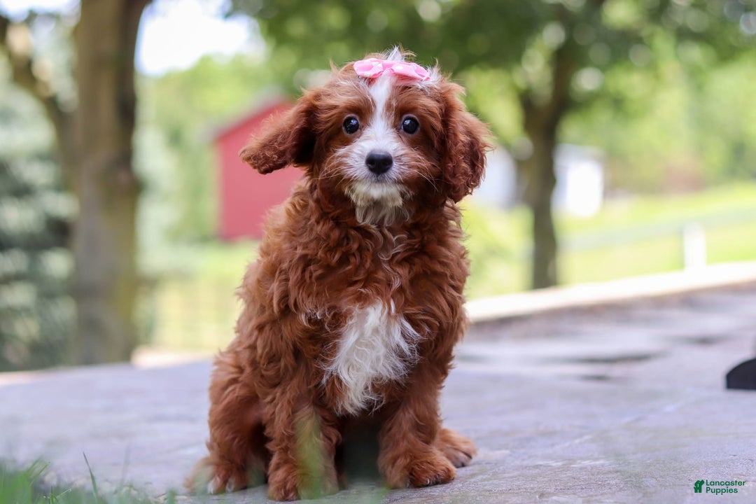 Cavapoo dogs for sale: Levy - Image 4