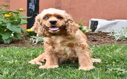 Cocker Spaniel dogs for sale: Krystella - Image 8