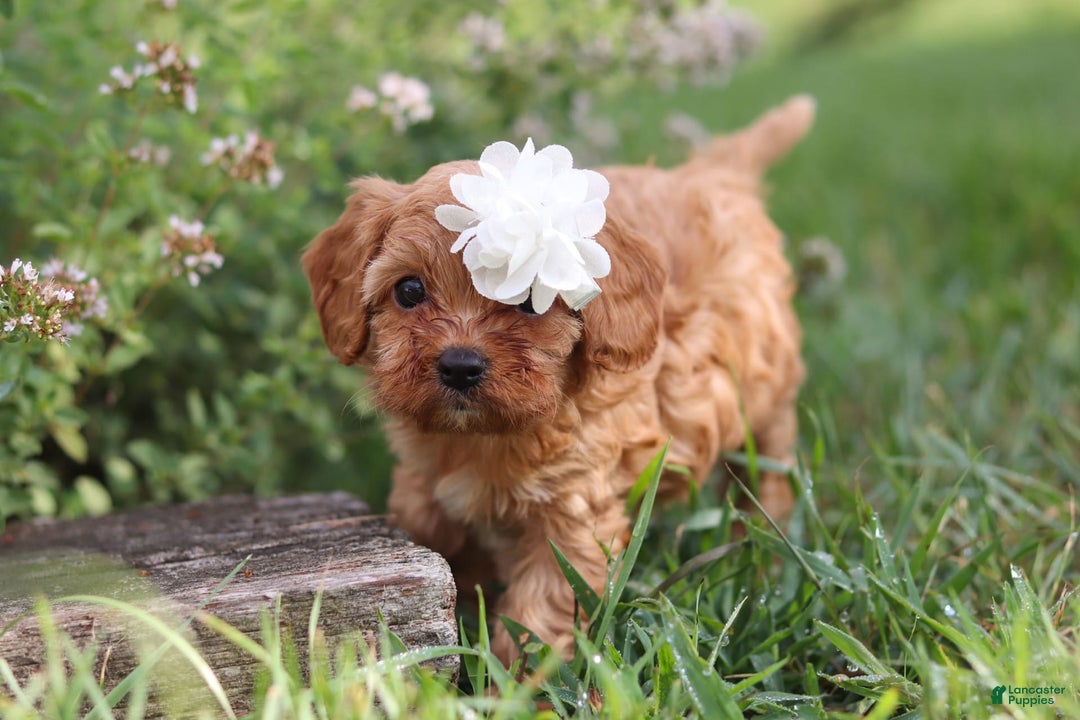 Cavapoo dogs for sale: Winnie - Image 7