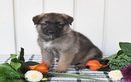 German Shepherd dogs for sale: Lincoln - Image 4