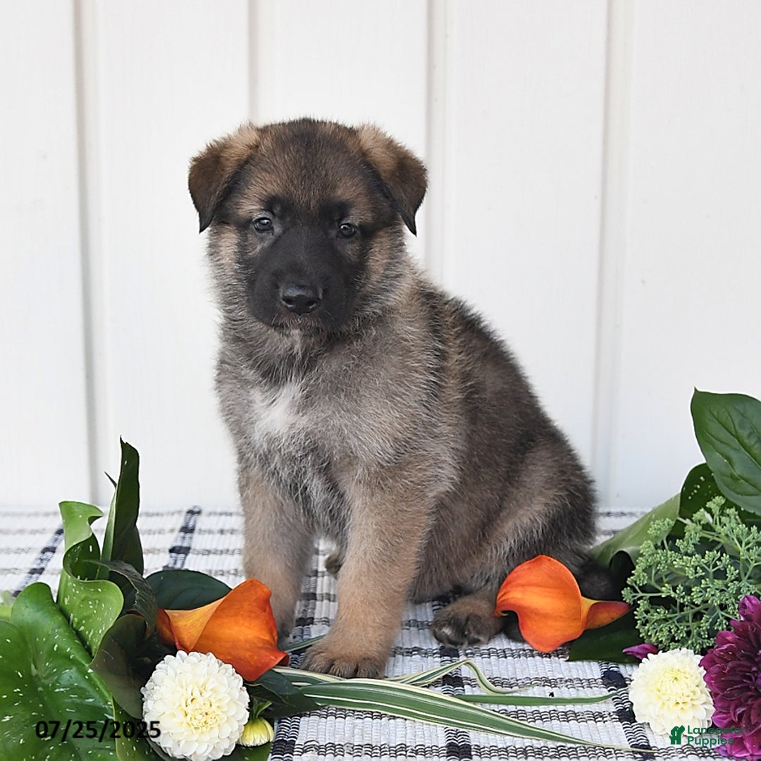German Shepherd dogs for sale: Lincoln - Image 4