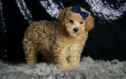 Maltipoo dogs for sale: Captain - Image 2