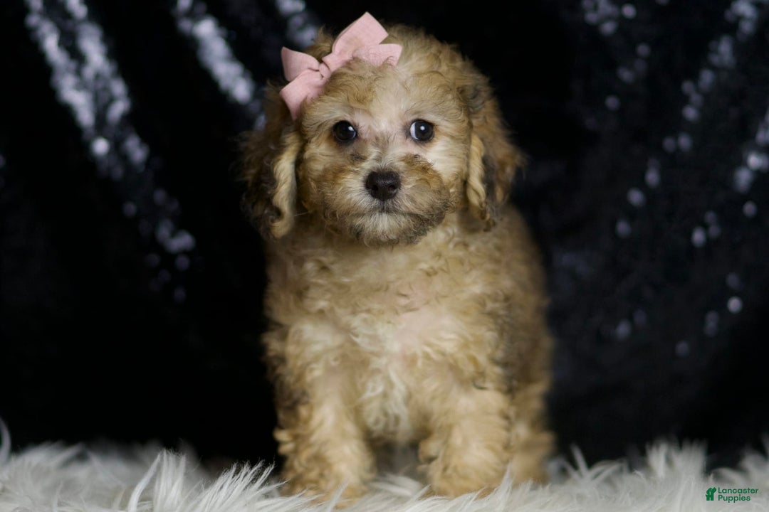 Miniature Poodle dogs for sale: Winnie - Image 4
