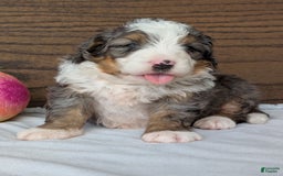 Mini Bernedoodle dogs for sale: Koda - Image 13