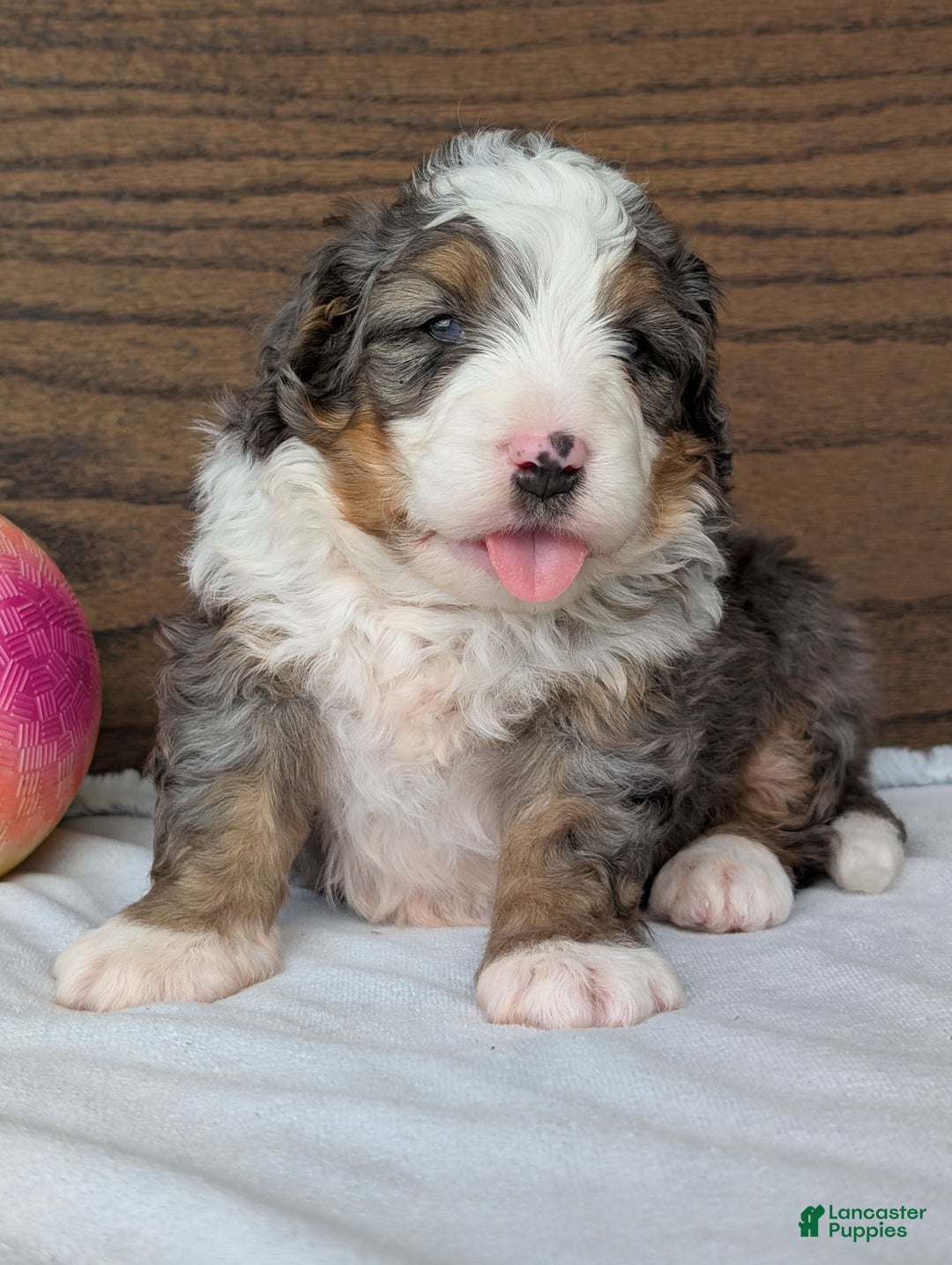 Mini Bernedoodle dogs for sale: Koda - Image 13