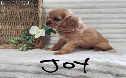 Cavalier King Charles Spaniel dogs for sale: Joy - Image 8