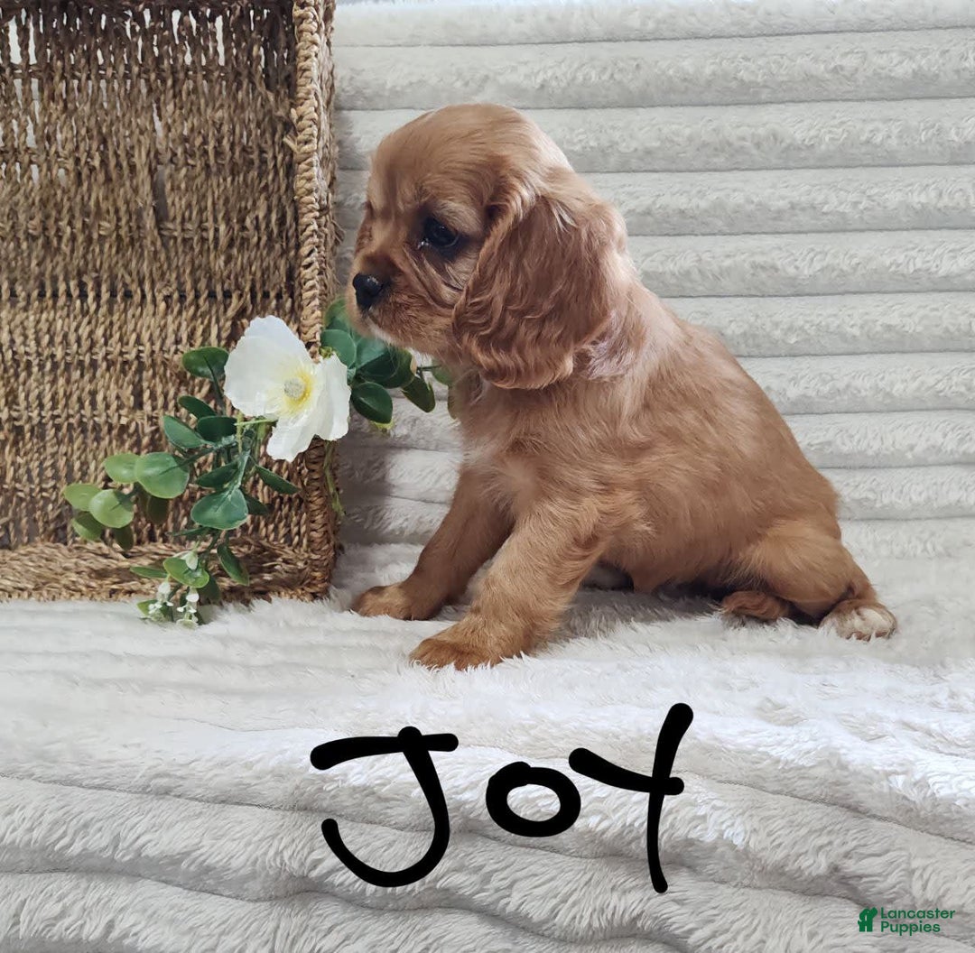 Cavalier King Charles Spaniel dogs for sale: Joy - Image 8