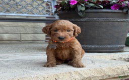 Goldendoodle dogs for sale: Penny - Image 1