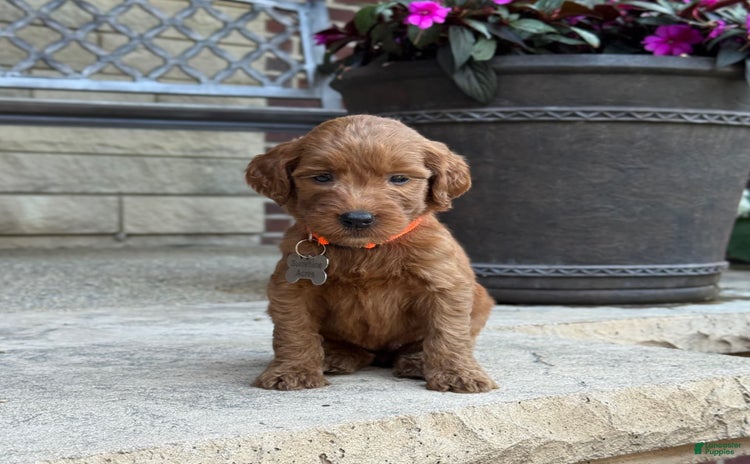 Goldendoodle dogs for sale - Ad 3