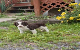 English Springer Spaniel dogs for sale: Buster - Image 4